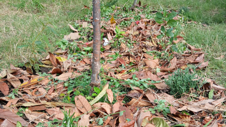 Construção de uma Agrofloresta na EBQNT